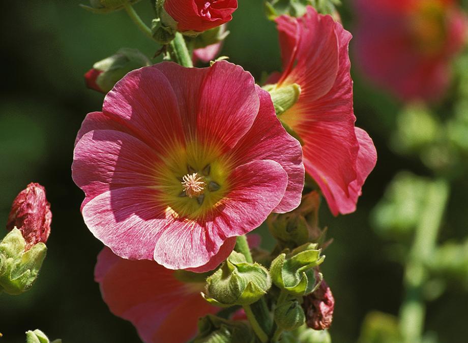 Rose trémière : variétés, plantation et entretien