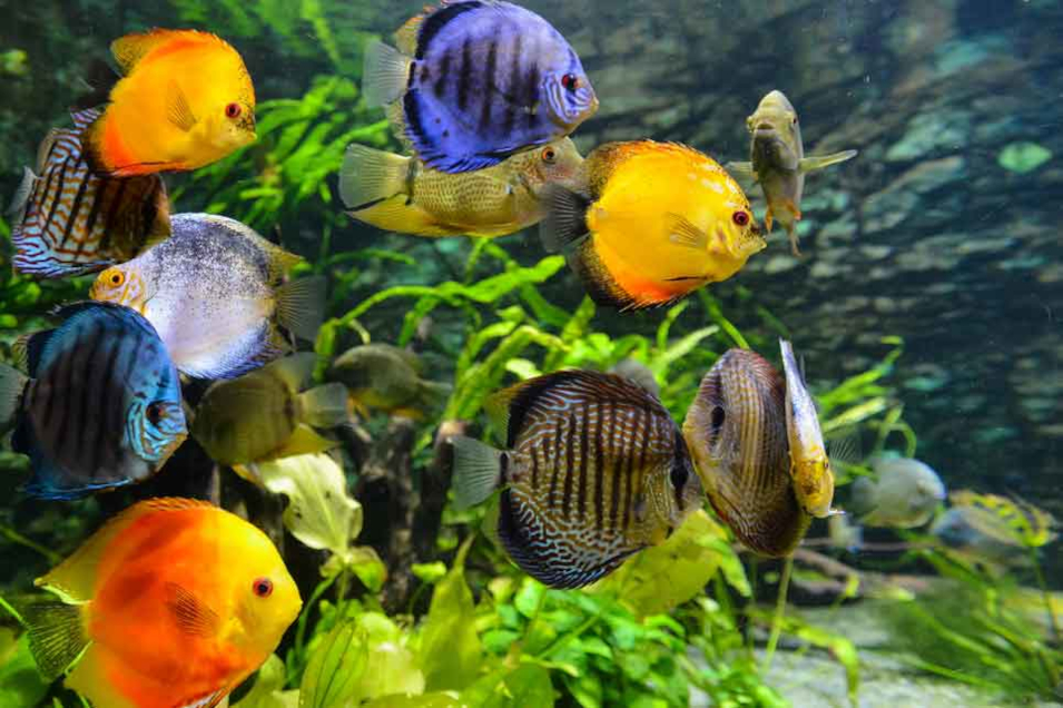 Comment nourrir les poissons d'aquarium ? Fishipedia
