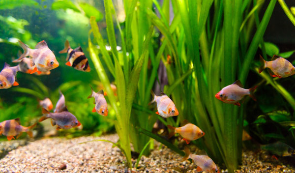5 poissons d'eau douce parfaits pour débuter son aquarium - Jardiland