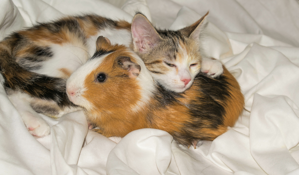 Faire cohabiter cochon d'Inde et chat