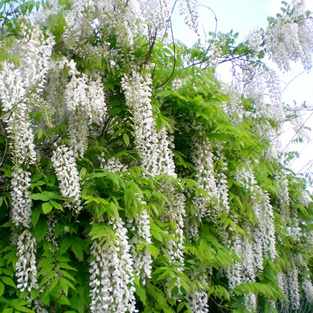 Glycine blanche du Japon