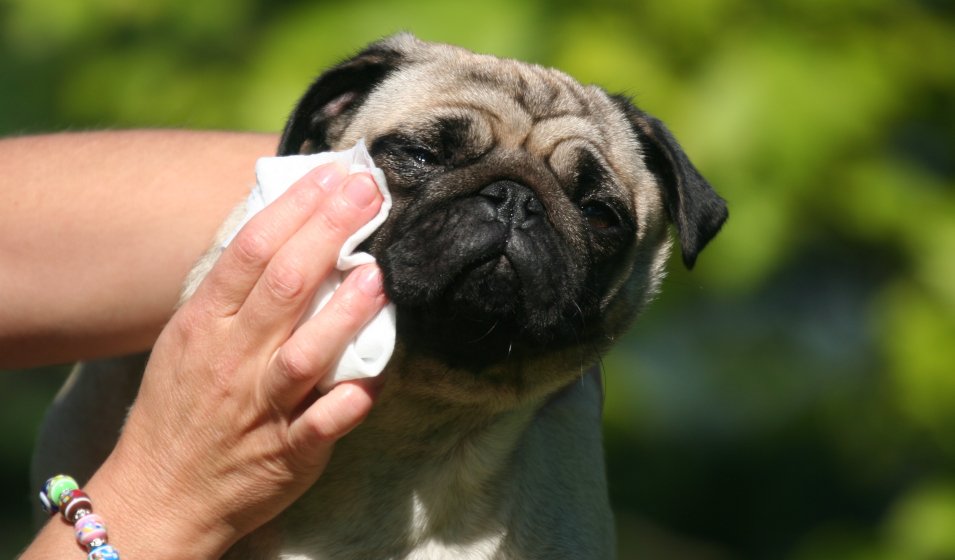 chien