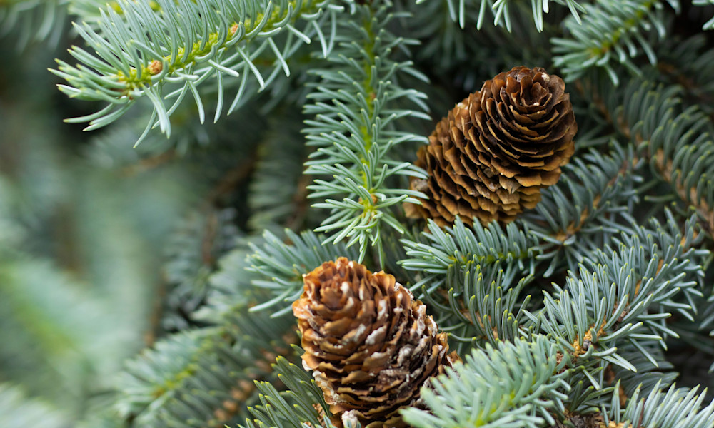 Astuce Jardiland : si votre sapin est en forme l'année prochaine, pourquoi ne pas le réutiliser pour les fêtes ?