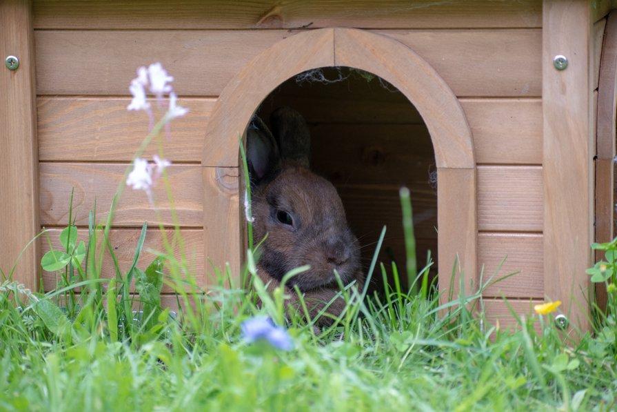 Enclos lapin intérieur - bois et grillage - Le meilleur pour mon lapin