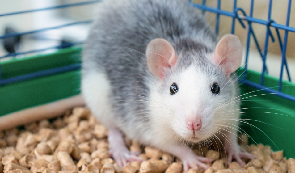 Un rat blanc et gris dans sa cage sur sa litière