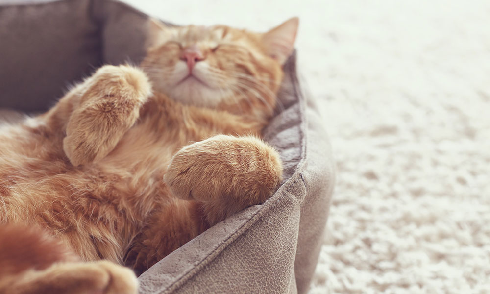 Améliorer le sommeil de tous !