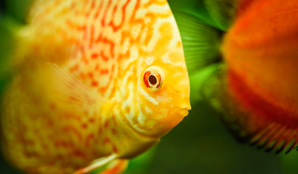 discus