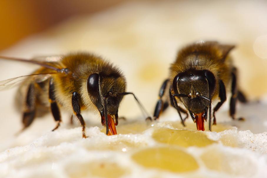 Comment les abeilles font-elles du miel ? - Gamm vert