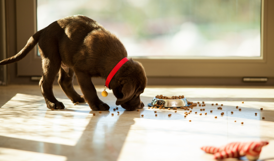 Rôle de la nourriture dans l’éducation du chien