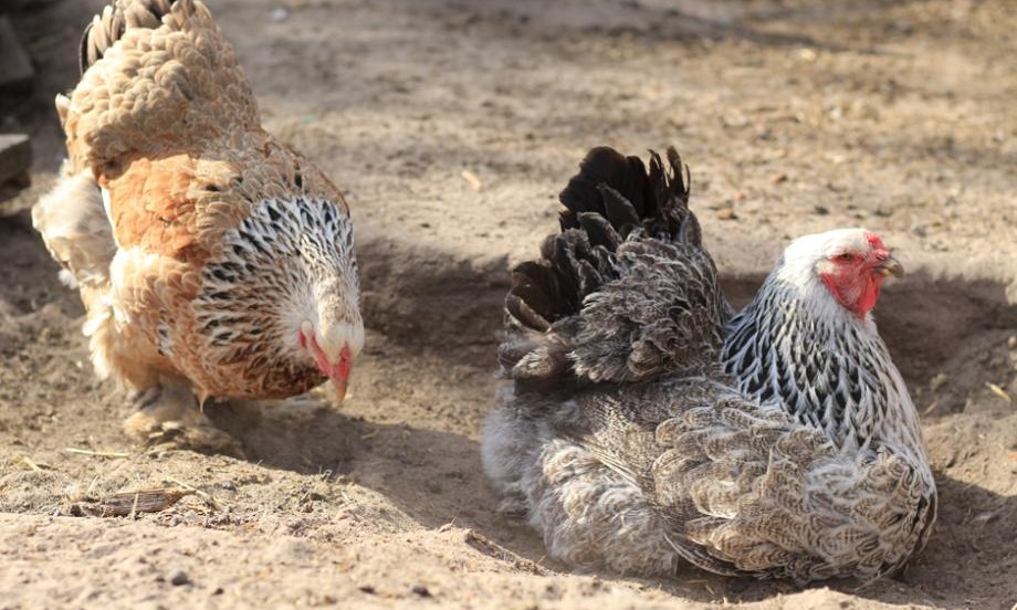 Le bac à sable des poules