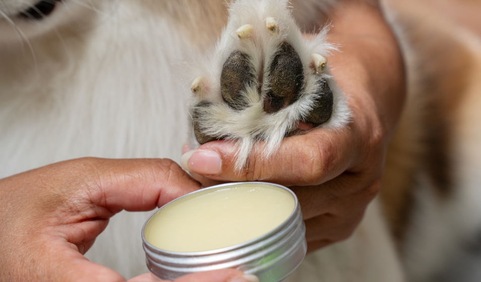 Gros plan sur les coussinets d'un chien et un baume hydratant et protecteur