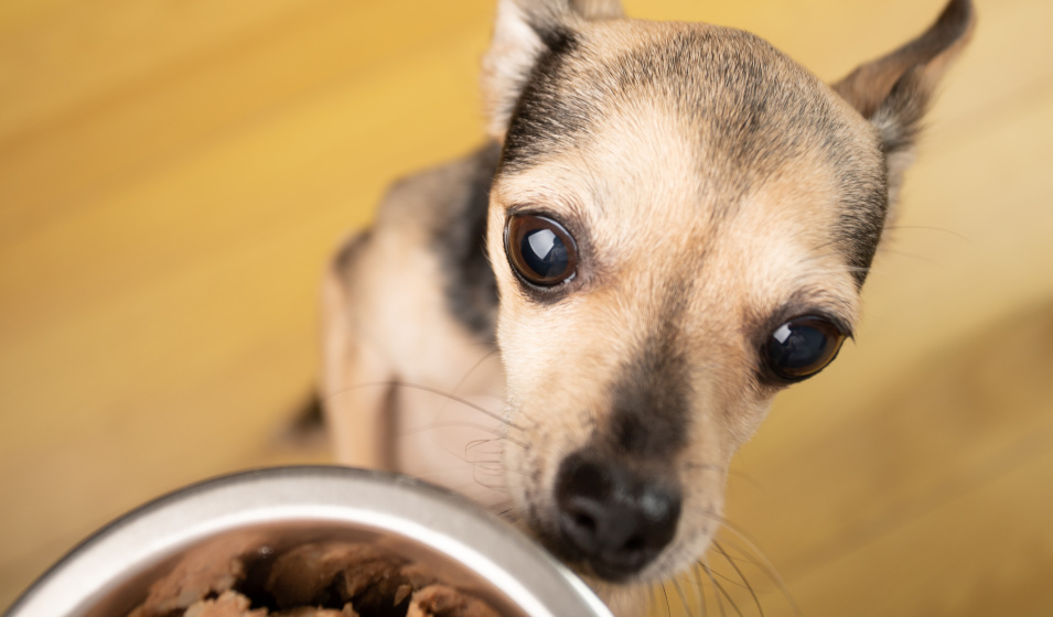 Gros plan sur un petit chien impatient de manger sa pâtée