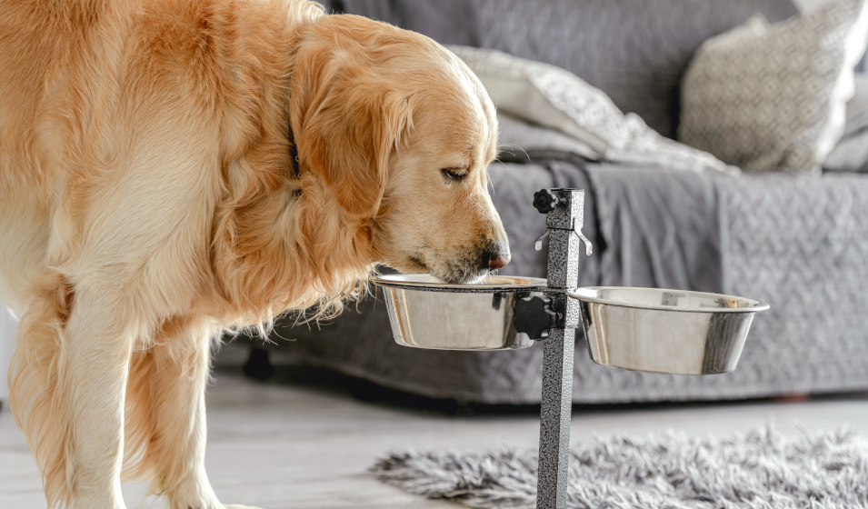 Un chien golden retriever mange dans une gamelle surélevée