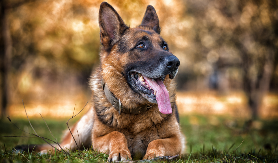 Perro feliz con su dueño