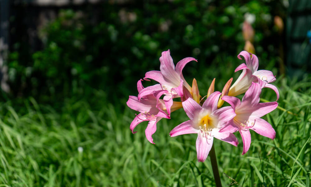 Amaryllis belladonna