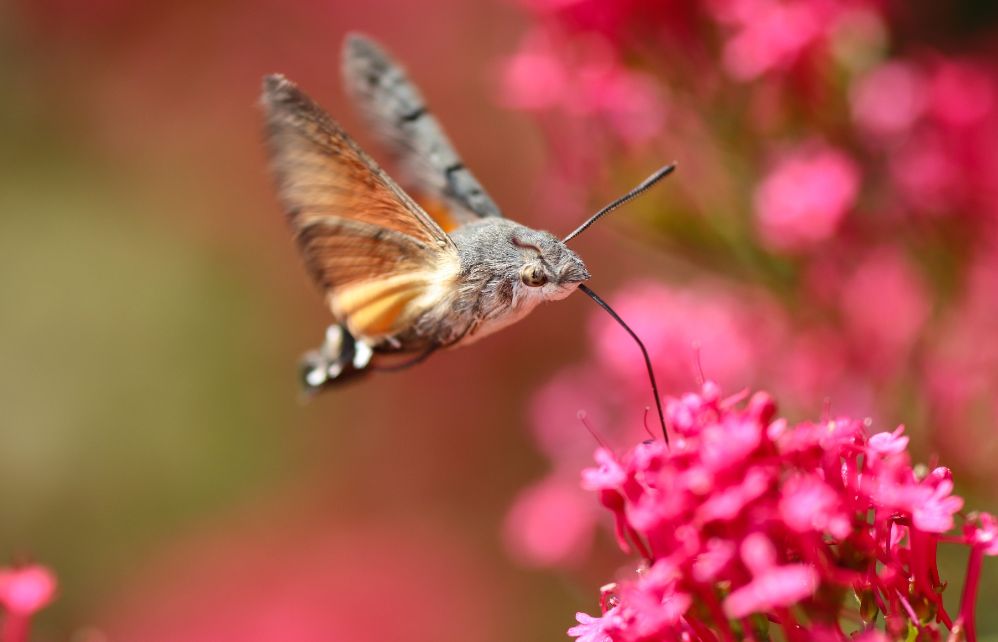 Sphinx-colibri : connaissez-vous ce papillon pas comme les autres ...