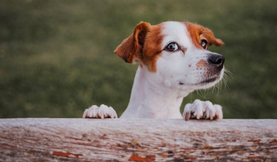 distributeur croquettes chien 8