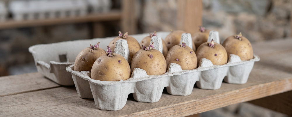 Vos pommes de terre feront des germes plus vigoureux bien installées dans les alvéoles de boites à œufs