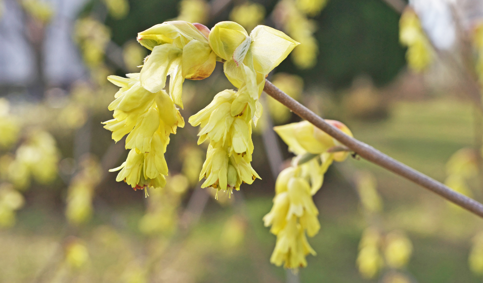 Macizo De Flores De Principios De Primavera ...y Definitivamente Damos