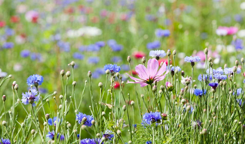 On veut des fleurs 