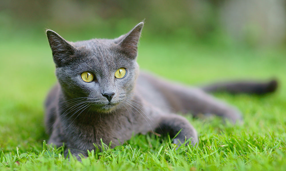Le Chartreux est un chat calme, discret et très observateur