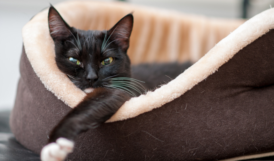 Un chat noir se repose dans une corbeille en tissu confortable