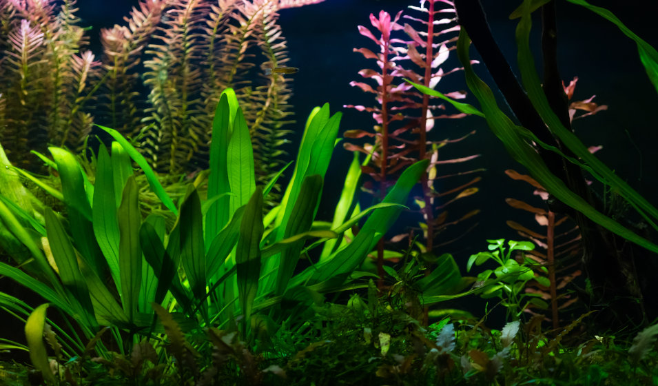 Quelles sont les plantes aquariums faciles populaires?
