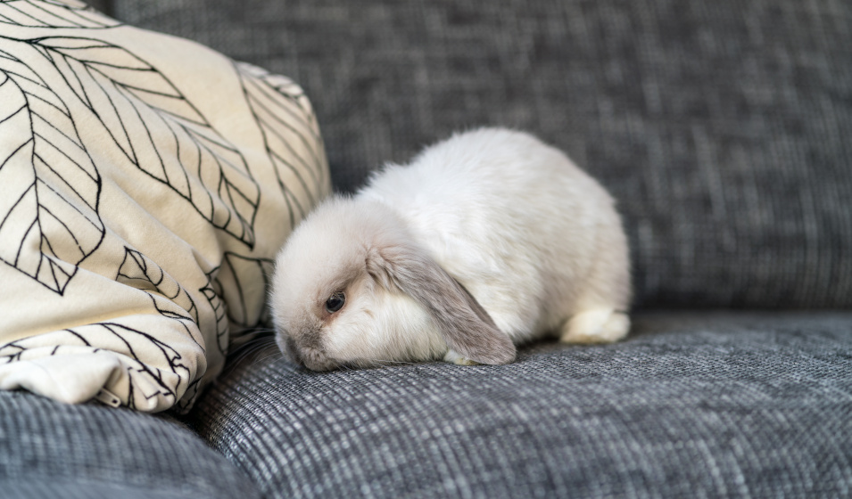 Un lapin nain n'est pas forcément propre dès son arrivée à la maison