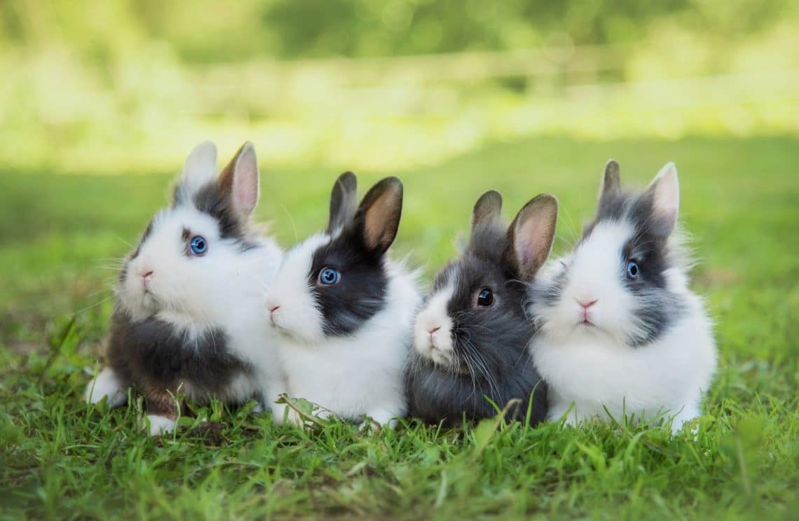 Top 6 des lapins nains les plus populaires Jardiland