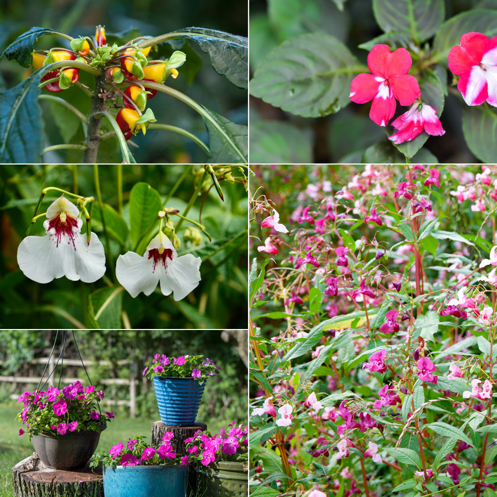 Les fleurs en bec de perroquet de l’impatiens de Zanzibar, Les fleurs blanches tachées de pourpre de l’impatiens des teinturiers, Des impatiens en pot, Une belle impatience de Nouvelle-Guinée à fleurs bicolores, La balsamine de l’Himalaya, charmante mais invasive