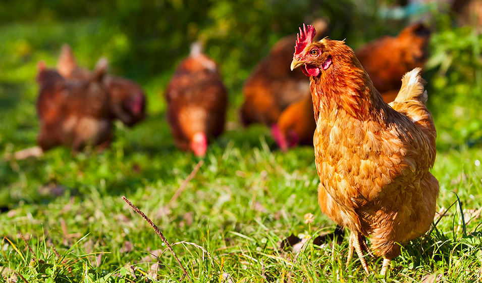 Les 11 maladies des poules les plus courantes : signes et traitements -  Jardiland