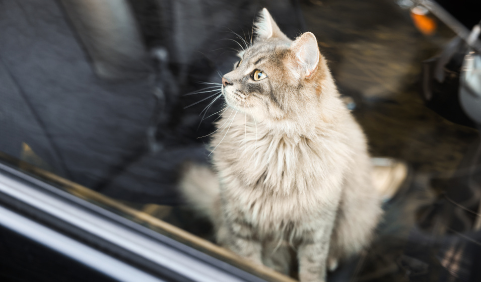 Voyager sereinement avec son chaton s'anticipe ! 