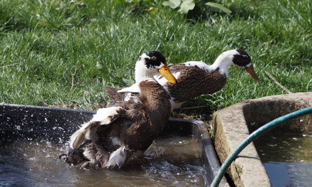 Pour une bonne cohabitation avec les poules, installez un bac d'eau pour chacun, les canards coureurs ayant tendance à y plonger la tête, voire à y patauger !