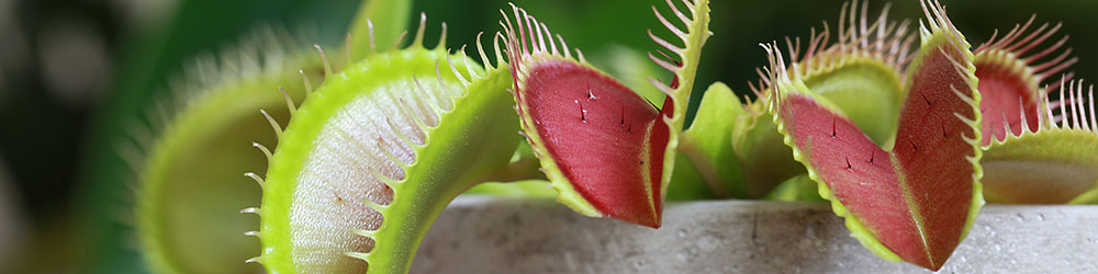 Plantes carnivores