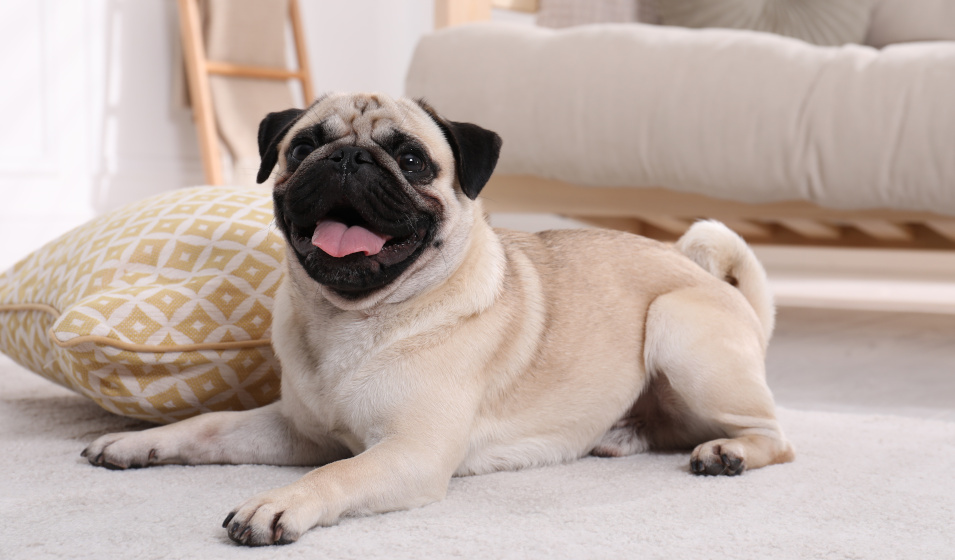 Le carlin est un chien idéal pour une vie en appartement