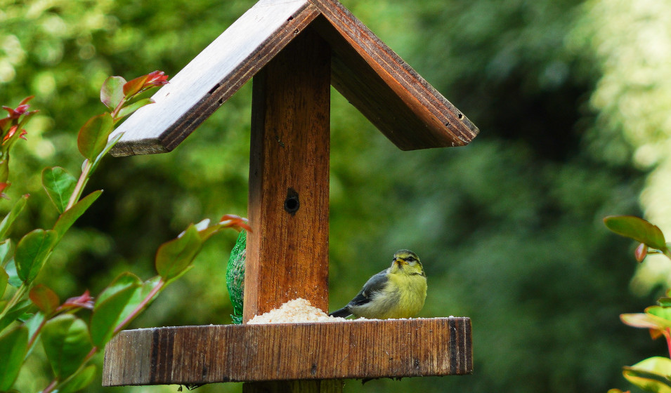 Une mangeoire bien entretenue attire d'autant plus les oiseaux !