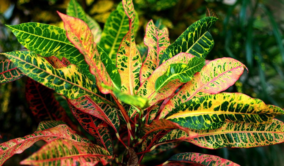 8 plantes d'intrieur colores pour la maison - Jardiland