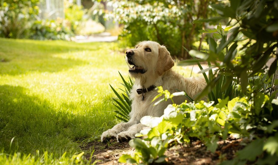 Un jardin bien clôturé et fermé représente des limites claires pour le chien