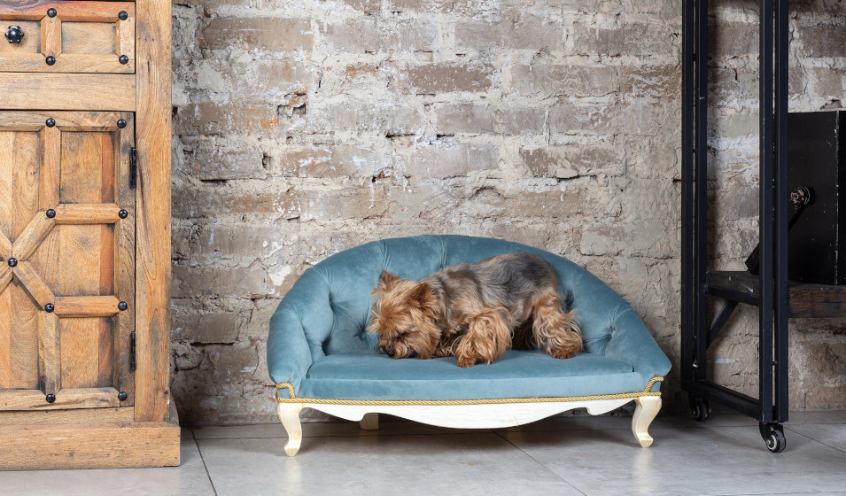 Sitemapcdatahttpsmodeinf Inetcomcanape Pour Chien Jardiland