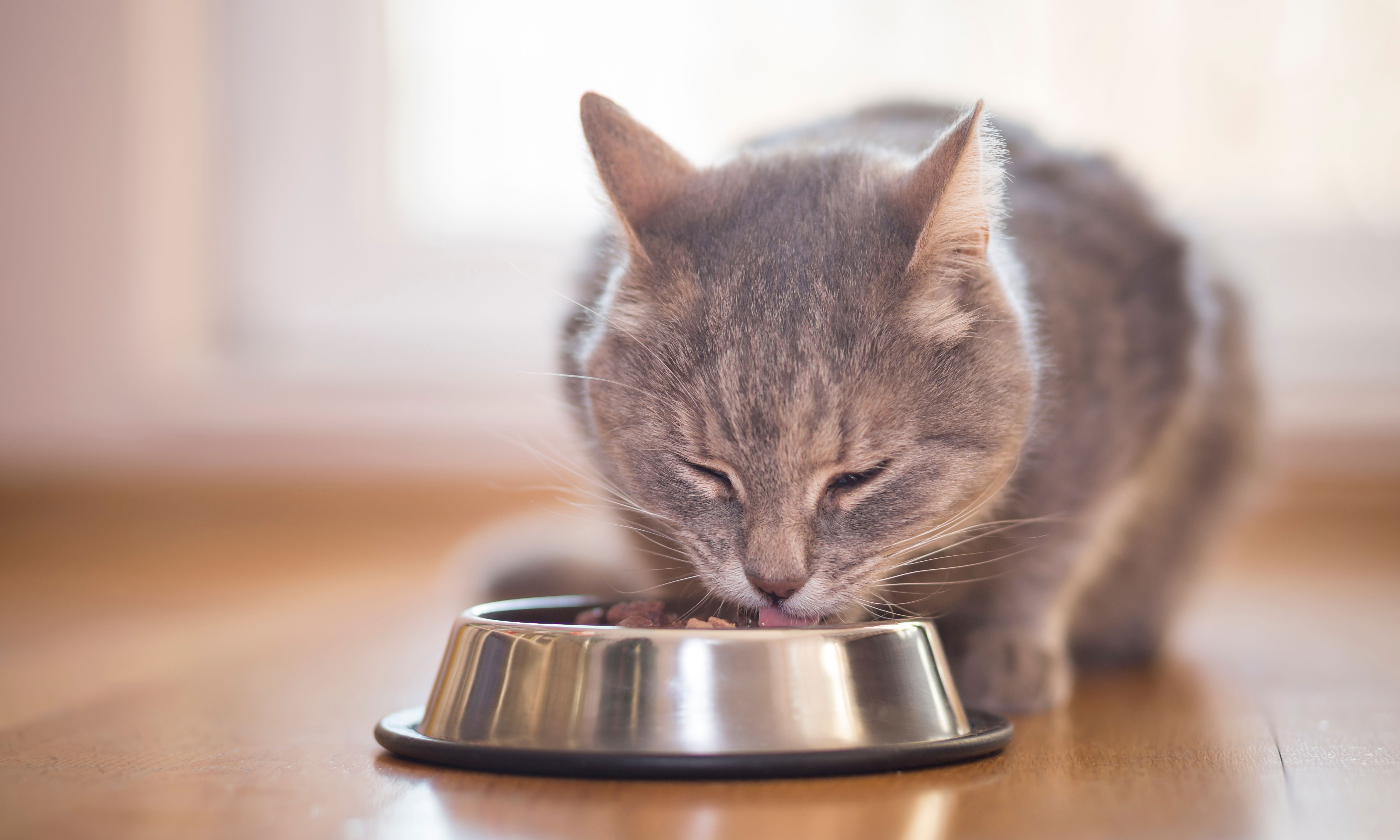 Quelle alimentation pour un chat stérilisé ?