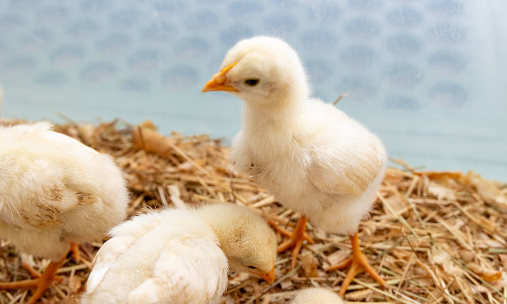 Les poussins ont besoin de chaleur tant qu’ils n’ont pas toutes leurs plumes