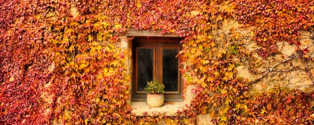 Une vigne vierge pour un mur flamboyant en automne