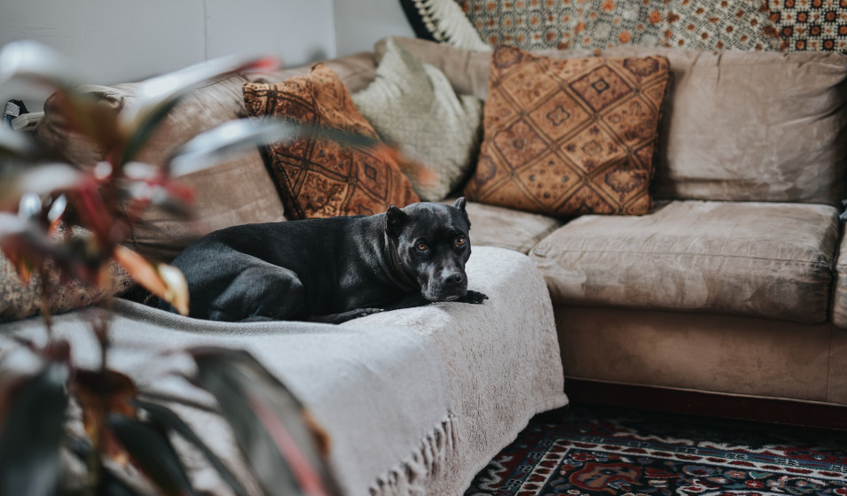 Comment empêcher mon chien de monter sur le canapé ?