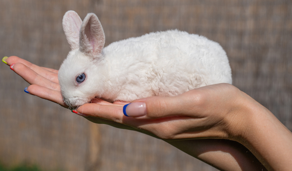 Le lapin nain rex a besoin d'une cage adaptée et d'un espace de liberté 