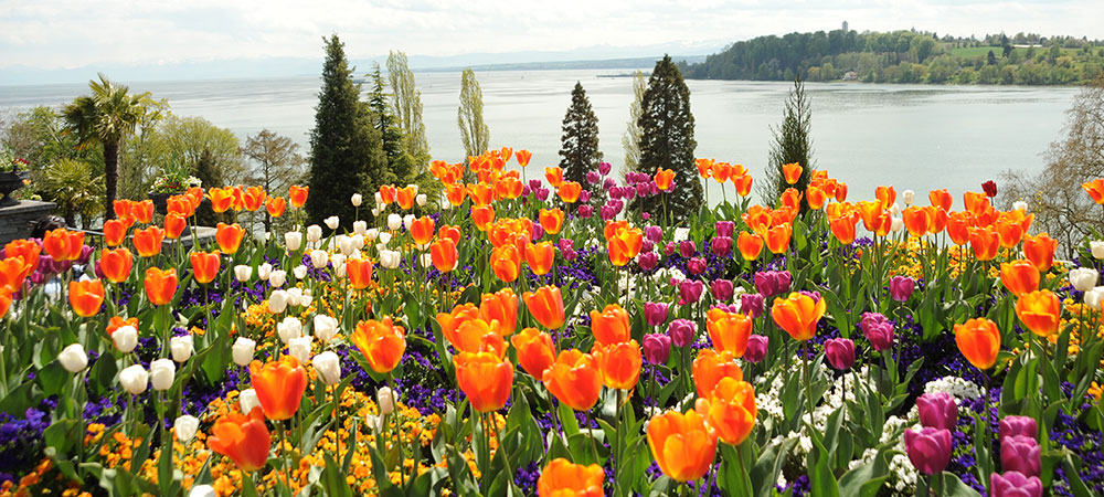 Des fleurs par milliers 