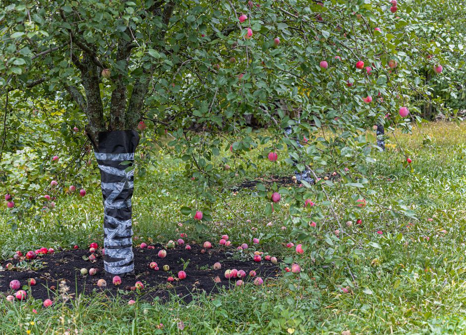 Quel est le meilleur engrais pour les arbres fruitiers ? Gamm vert — free download