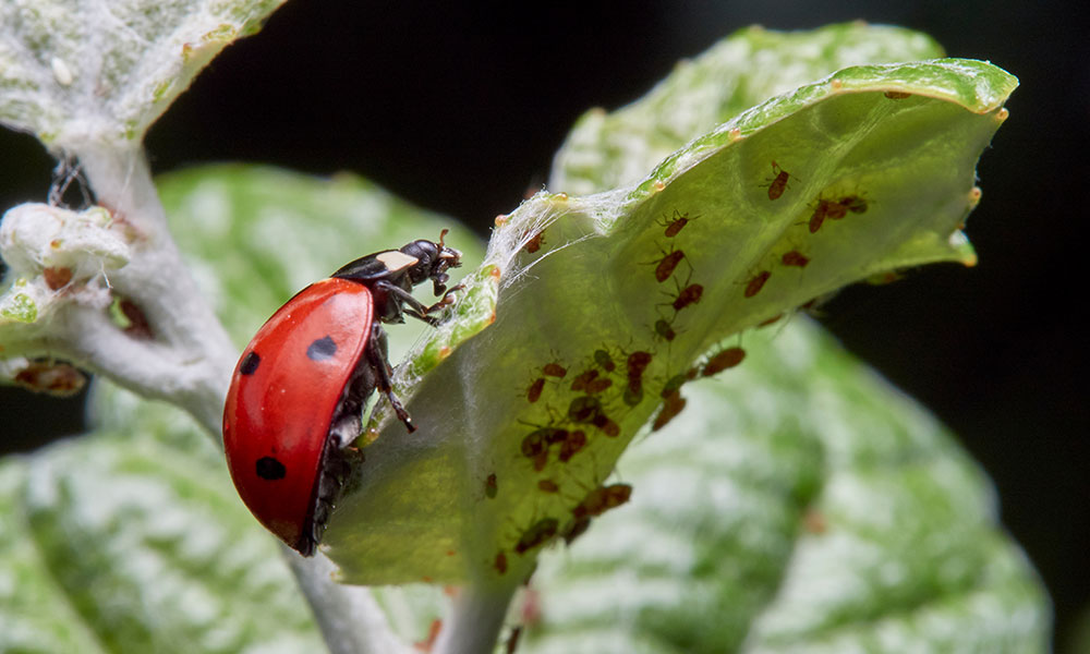 La coccinelle est un des prédateurs les plus connus des pucerons