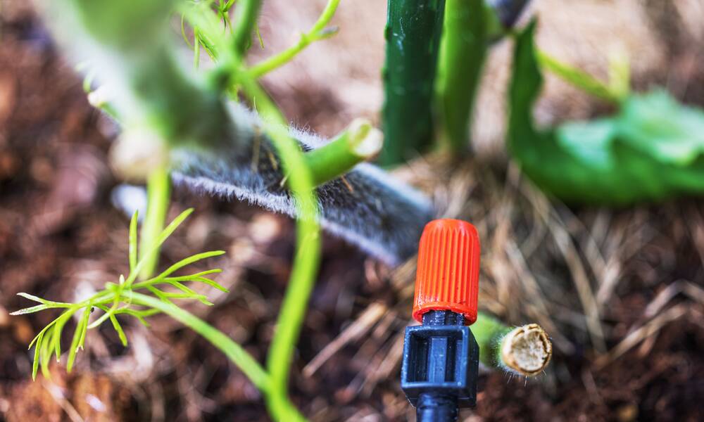 Un arrosage au goutte-à-goutte 