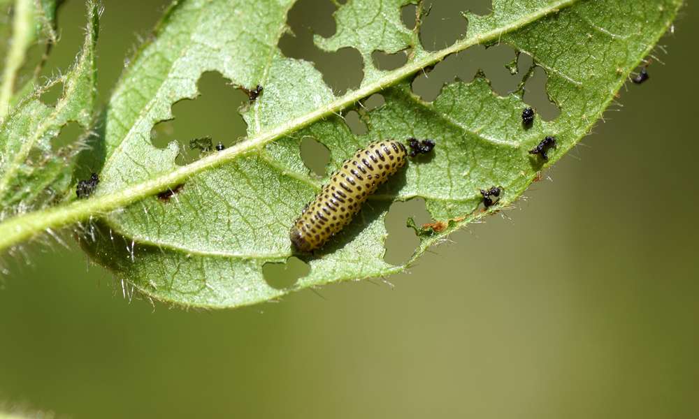 Larve de galéruque de la viorne sur une feuille