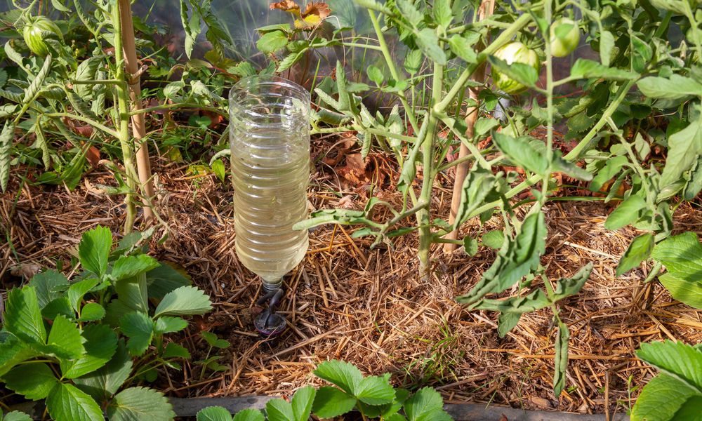 Paillage et arrosage au pied en goutte-à-goutte